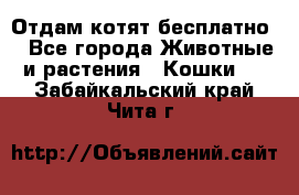 Отдам котят бесплатно  - Все города Животные и растения » Кошки   . Забайкальский край,Чита г.